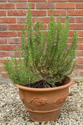 Lot 1205 - A terracotta pot