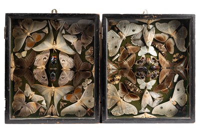 Lot 649 - Two display cases showing Continental moths and beetles