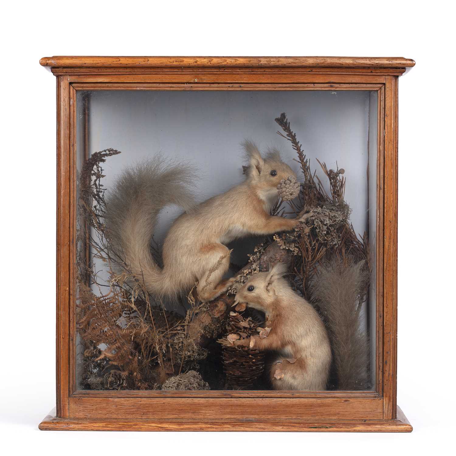 Lot 375 - A Victorian taxidermy group of red squirrels...