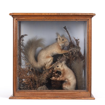 Lot 375 - A Victorian taxidermy group of red squirrels...