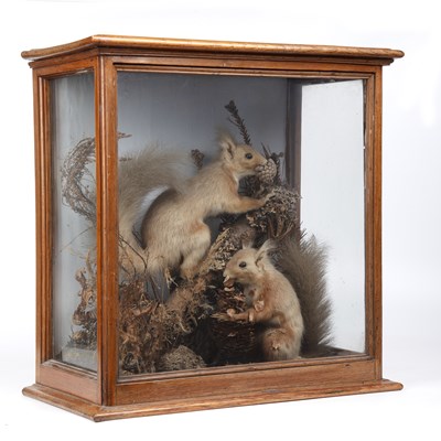 Lot 375 - A Victorian taxidermy group of red squirrels...