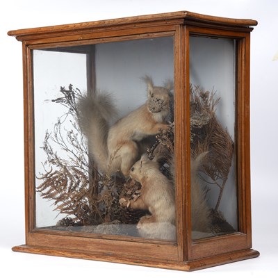 Lot 375 - A Victorian taxidermy group of red squirrels...