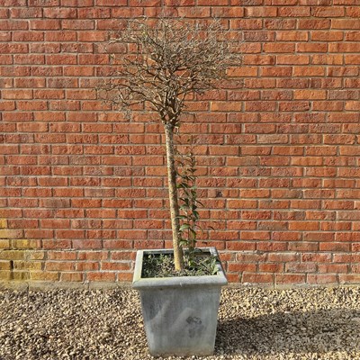 Lot 1530 - A square section zinc planter