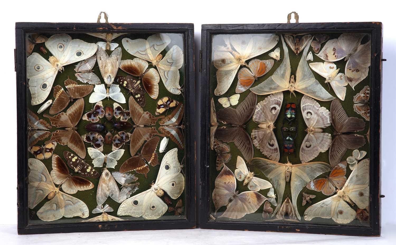 Lot 119 - Two Victorian display cases of taxidermy...