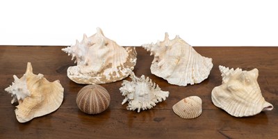 Lot 244 - A collection of shells