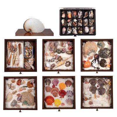 Lot 243 - An extensive collection of seashells, many in...