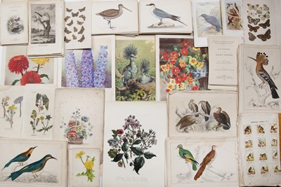 Lot 589 - Natural History:- Botanical, birds, etc.,...