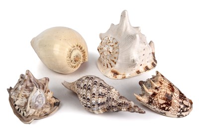 Lot 390 - A collection of five large seashells.