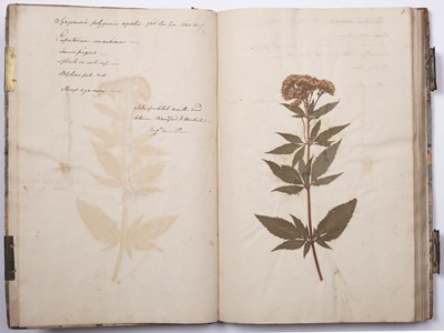 Lot 699 - An 18th century Herbarium - A collection of...