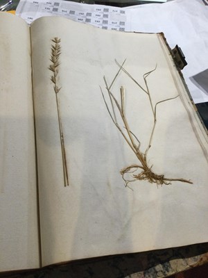 Lot 699 - An 18th century Herbarium - A collection of...