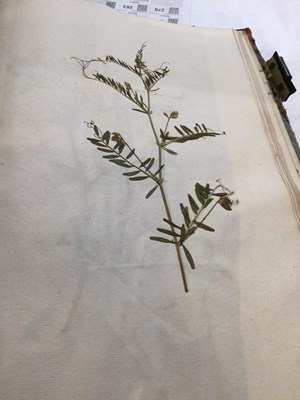 Lot 699 - An 18th century Herbarium - A collection of...