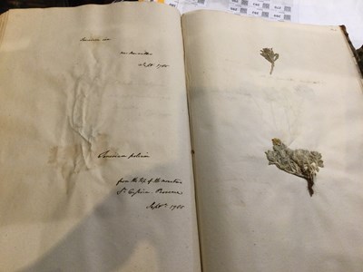 Lot 699 - An 18th century Herbarium - A collection of...