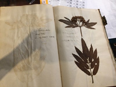 Lot 699 - An 18th century Herbarium - A collection of...