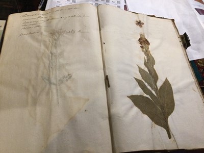 Lot 699 - An 18th century Herbarium - A collection of...