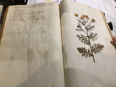 Lot 699 - An 18th century Herbarium - A collection of...
