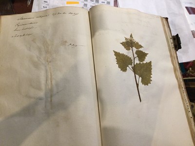 Lot 699 - An 18th century Herbarium - A collection of...
