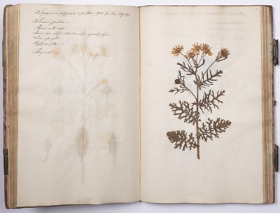 Lot 699 - An 18th century Herbarium - A collection of...