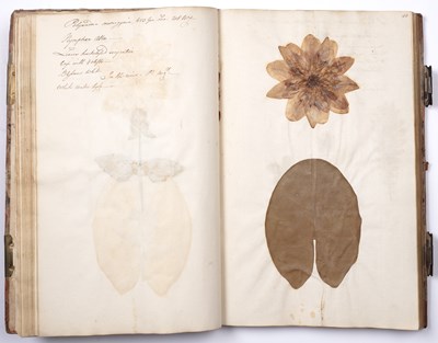 Lot 699 - An 18th century Herbarium - A collection of...