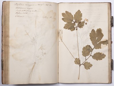 Lot 699 - An 18th century Herbarium - A collection of...