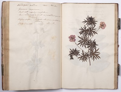 Lot 699 - An 18th century Herbarium - A collection of...