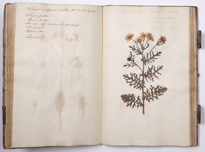 Lot 699 - An 18th century Herbarium - A collection of...
