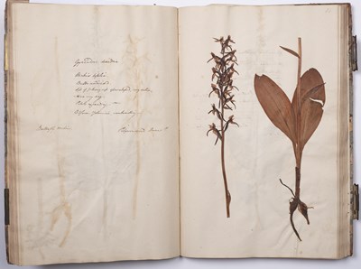 Lot 699 - An 18th century Herbarium - A collection of...