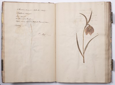Lot 699 - An 18th century Herbarium - A collection of...