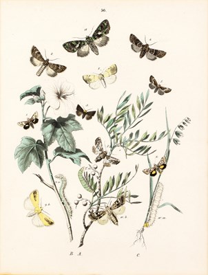 Lot 2 - A set of nine 19th century lepidoptery prints,...