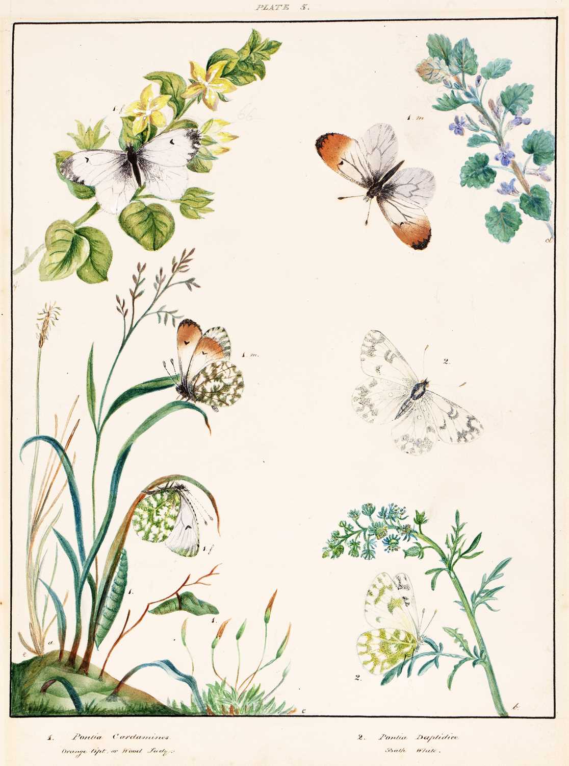 Lot 150 - English school (19th century) Lepidoptery: a...
