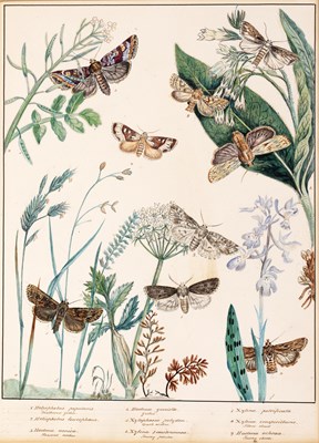 Lot 150 - English school (19th century) Lepidoptery: a...