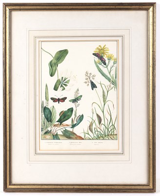 Lot 150 - English school (19th century) Lepidoptery: a...