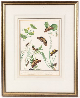 Lot 150 - English school (19th century) Lepidoptery: a...