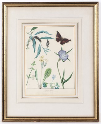 Lot 150 - English school (19th century) Lepidoptery: a...