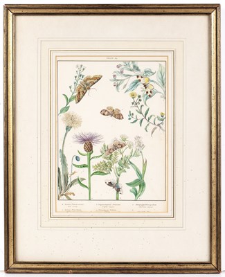 Lot 150 - English school (19th century) Lepidoptery: a...