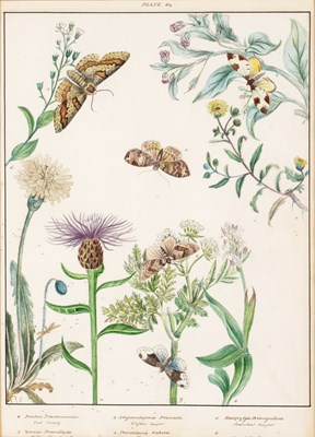Lot 150 - English school (19th century) Lepidoptery: a...