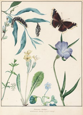 Lot 150 - English school (19th century) Lepidoptery: a...