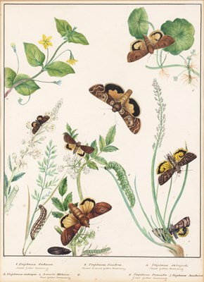 Lot 150 - English school (19th century) Lepidoptery: a...