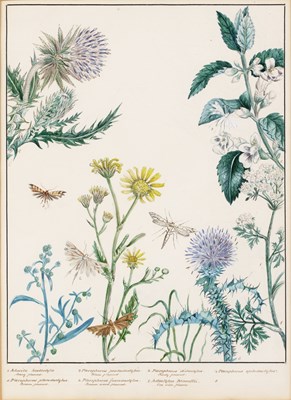 Lot 150 - English school (19th century) Lepidoptery: a...