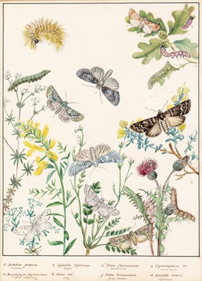 Lot 150 - English school (19th century) Lepidoptery: a...