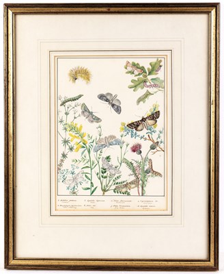 Lot 150 - English school (19th century) Lepidoptery: a...