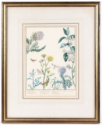 Lot 150 - English school (19th century) Lepidoptery: a...