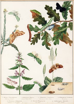 Lot 151 - English school (19th century) Lepidoptery:...