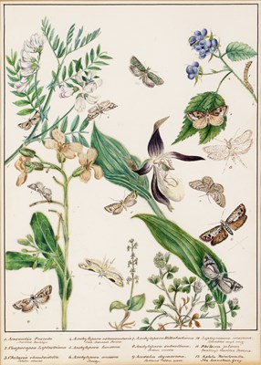 Lot 152 - English school (19th century) Lepidoptery: a...