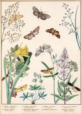 Lot 153 - English school (19th century) Lepidoptery: a...