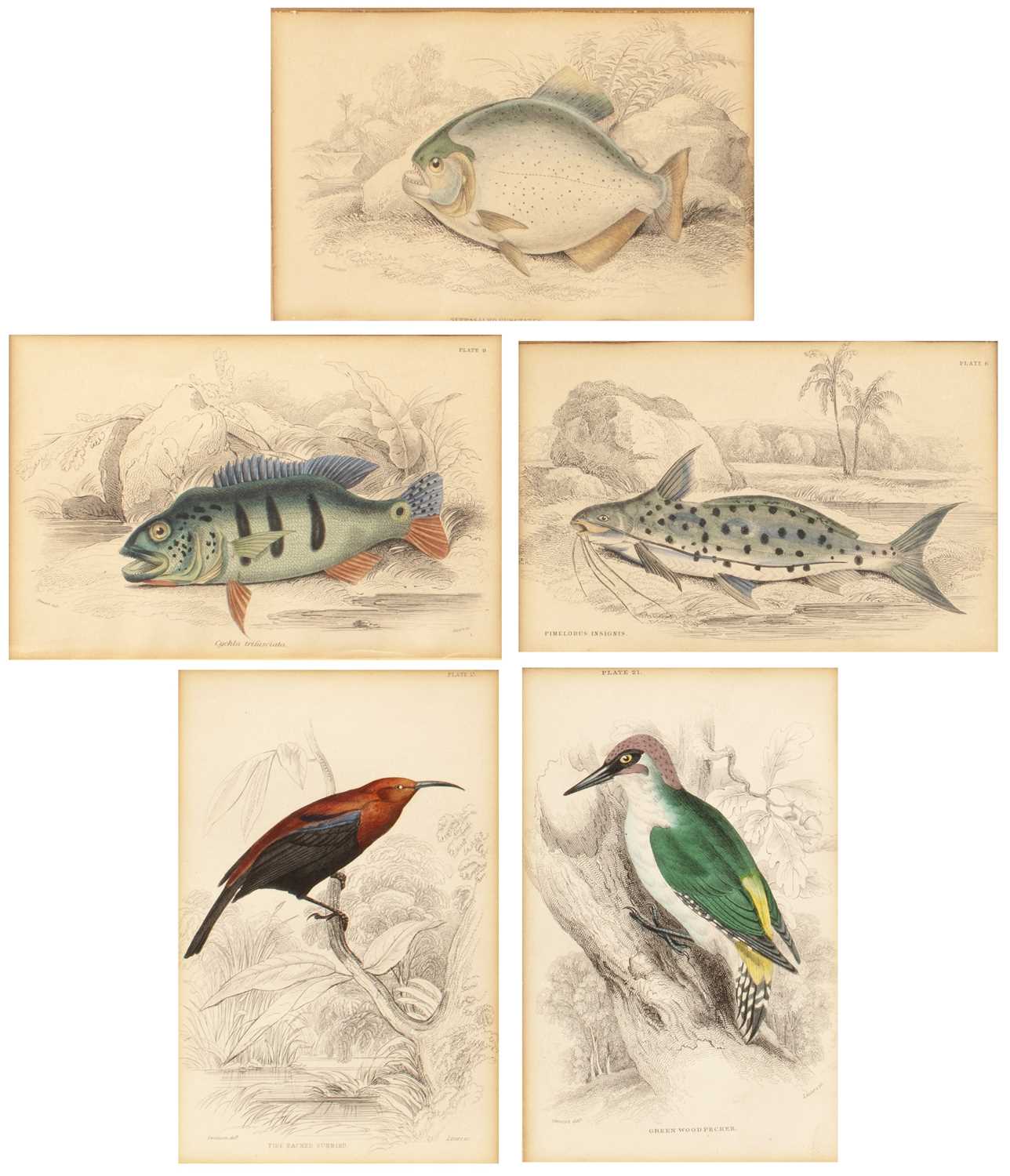 Lot 145 - William Home Lizars (Scottish, 1788-1859)...