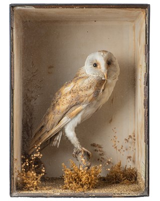 Lot 60 - A cased taxidermied barn owl