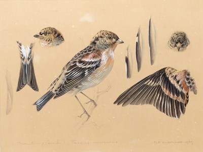 Lot 85 - Mildred E. Eldridge (1909-1991) 'Brambling...