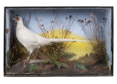Lot A taxidermied albino pheasant