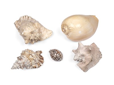 Lot 164 - A group of five large seashells