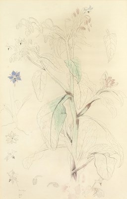 Lot 141 - Alastair Morton (1910-1963) Flower Study...